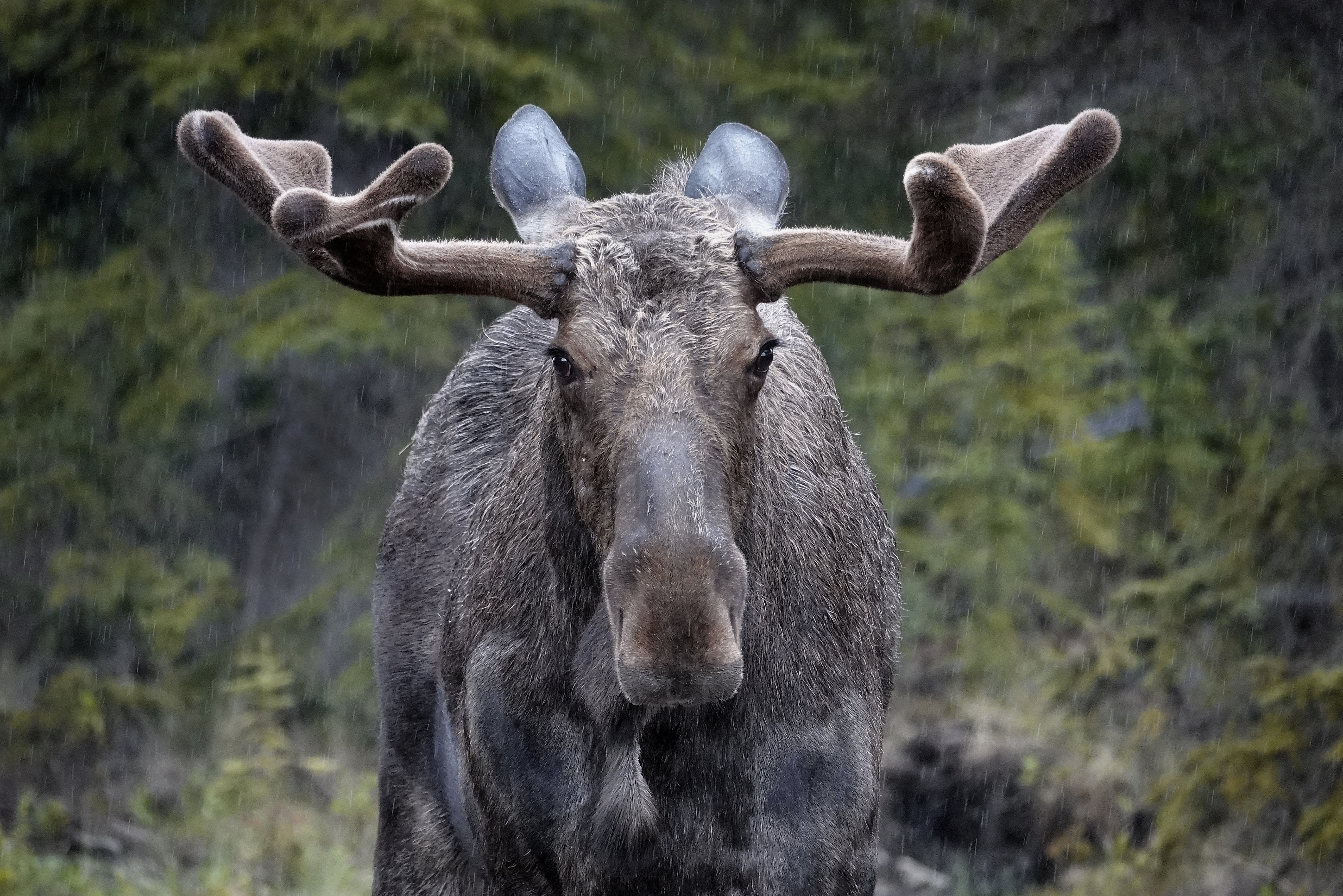 Élan dans la forêt canadienne